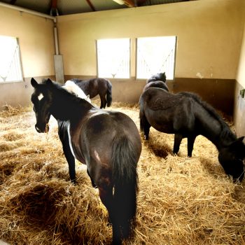 pole-international-du-cheval-deauville-boxes-poney